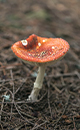 wild mushroom