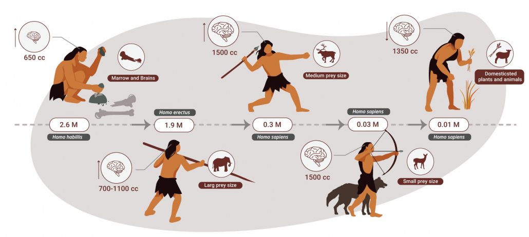 graphic showing evolution of human brain alongside meat eating