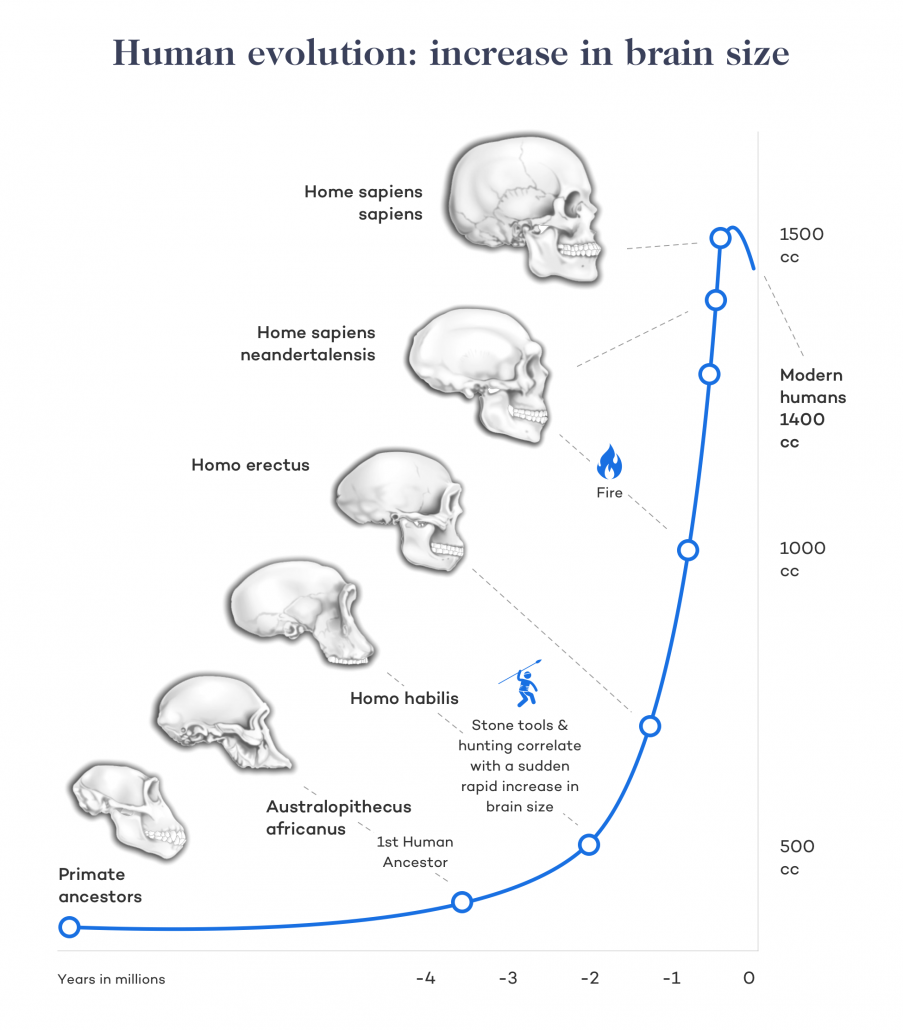 Human evolution: increase in brain size