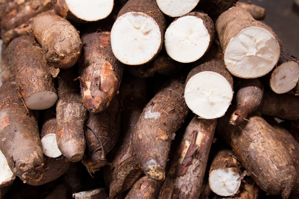 Root of Manioc