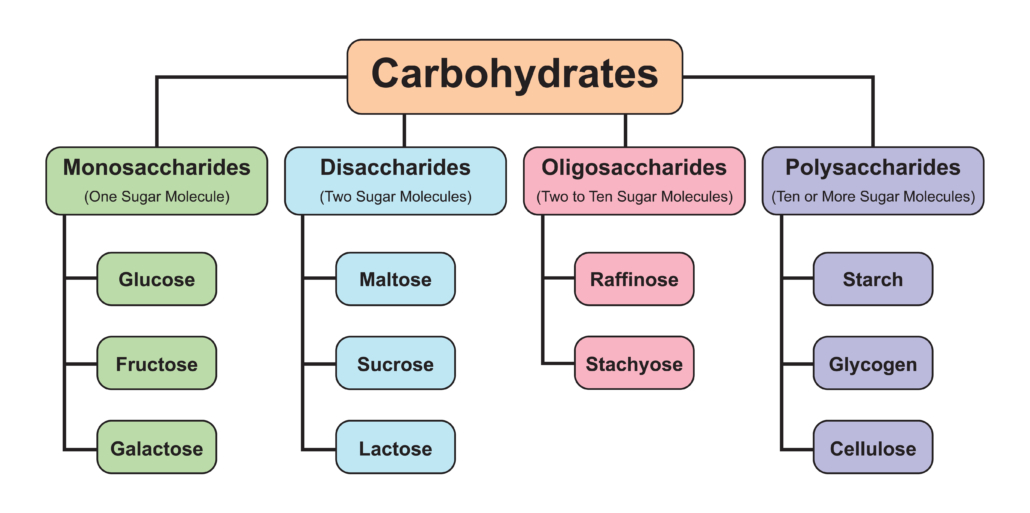 Carbohydrates Types. Carbohydrates And Its Types. Vector Illustration.
