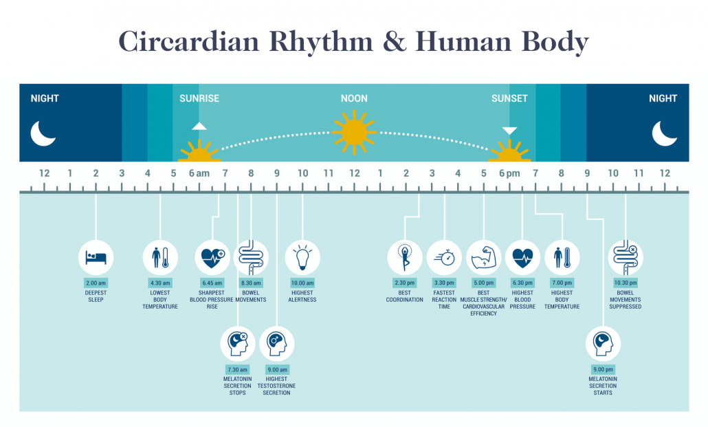 Sleep and Health: Circadian rhythm