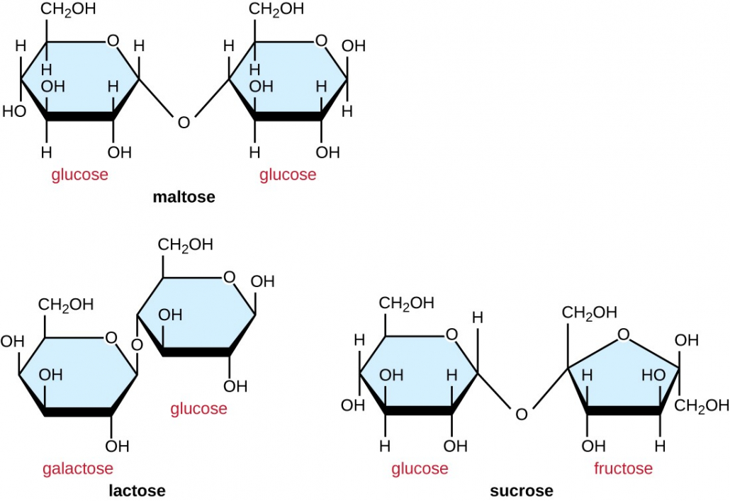 Maltose