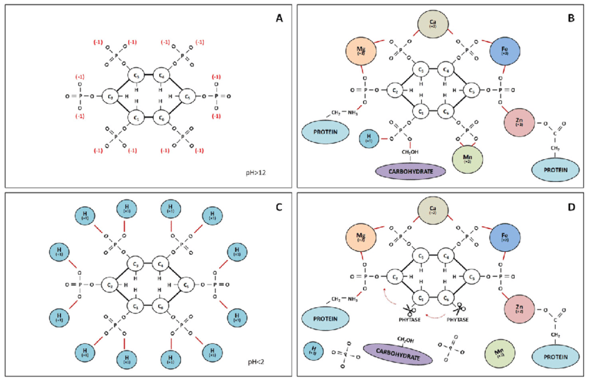 Molecular structure of phytic acid