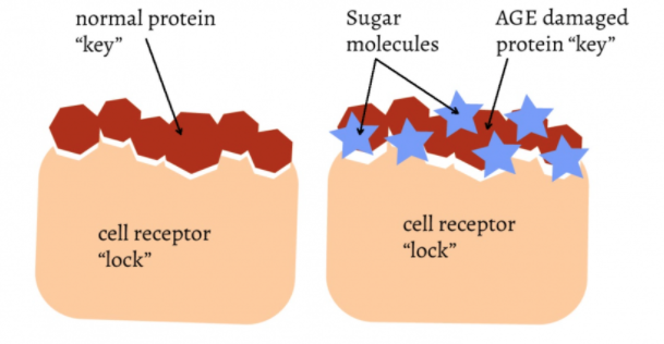 Advanced glycation end products