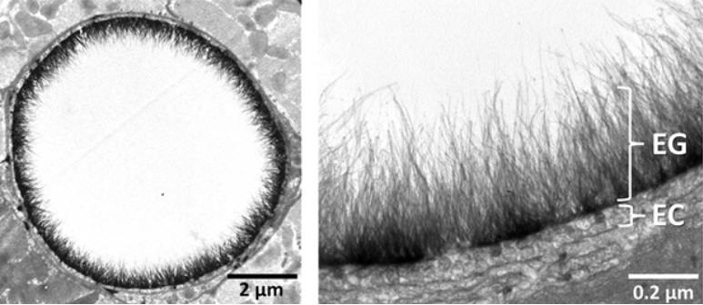 detail of Glycocalyx