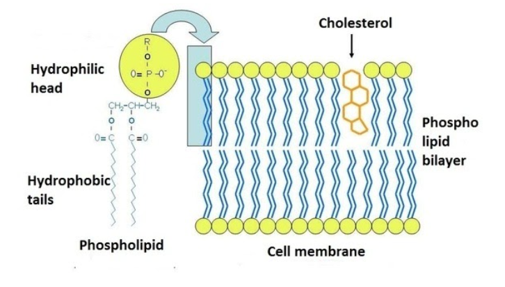 Composition of a phospholipid 