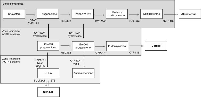 Steroid hormone