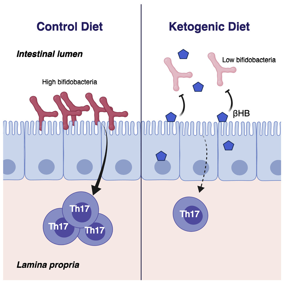 Keto Myths: Gut bacteria