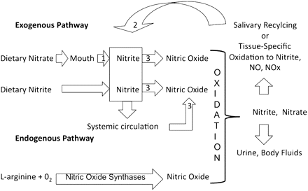 Nitrite cycle in the human body