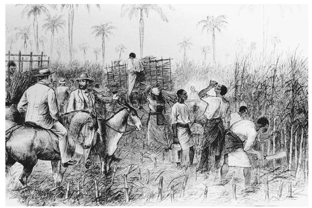 Sugarcane in the West Indies