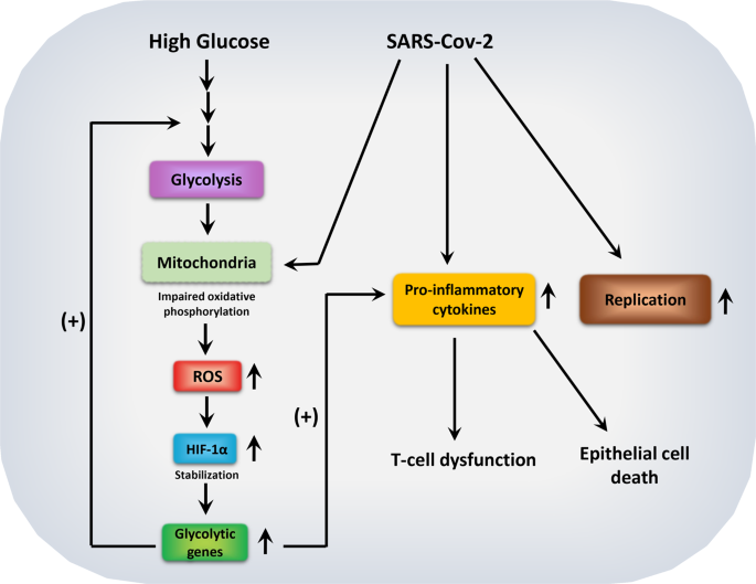 Covid and Glucose Metabolism