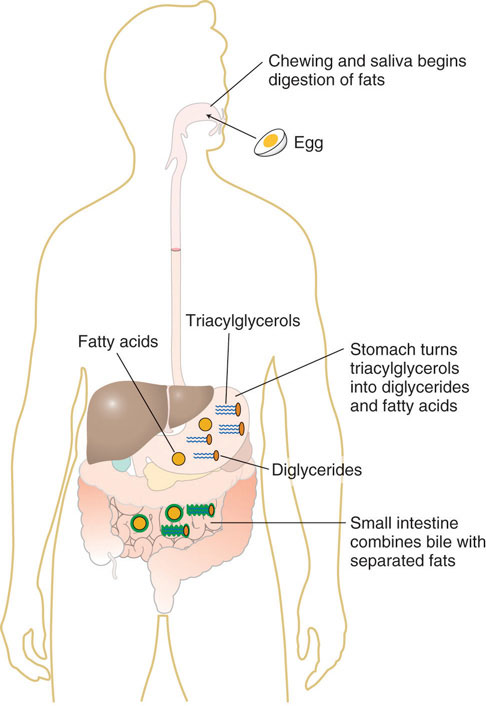Emulsification of fat in the human body