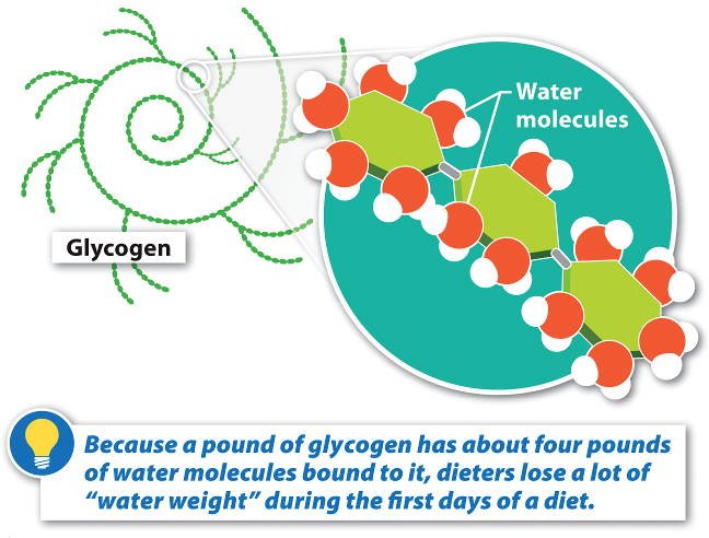 glycogen