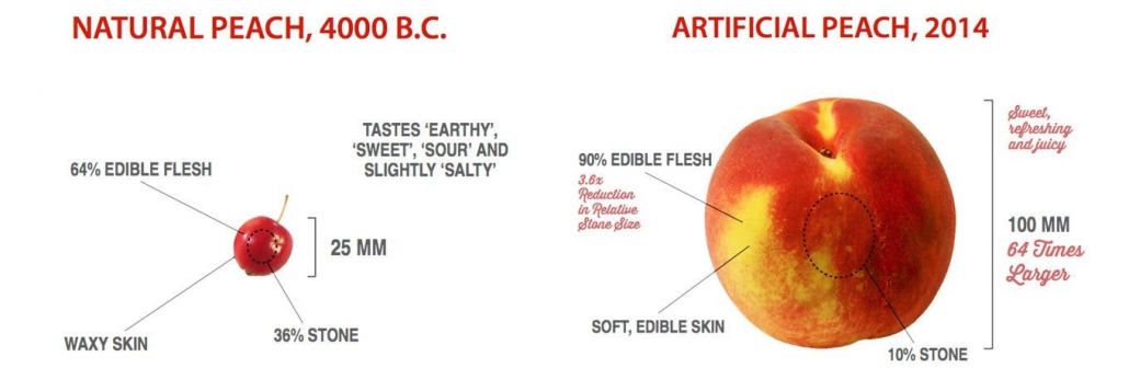 Ancient vs. modern fruit