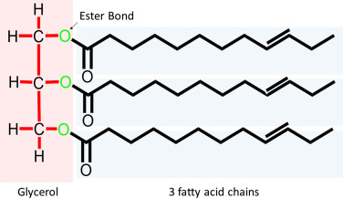 Triglycerides