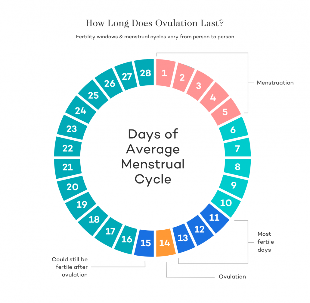 Fertility window ovulation calendar