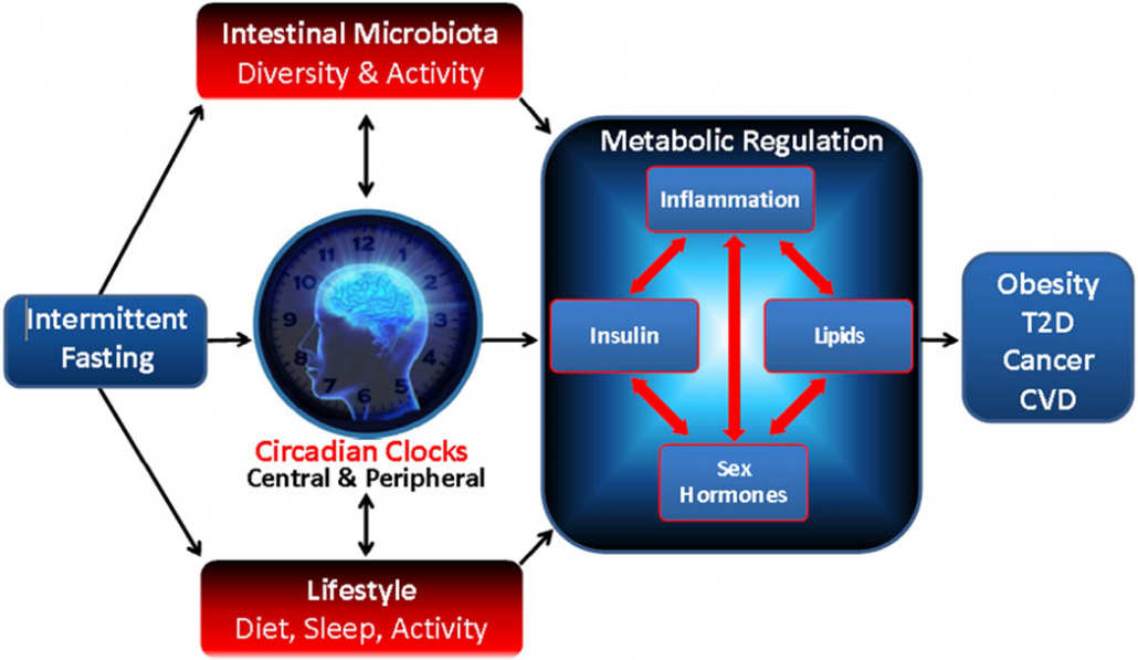 intermittent fasting effects