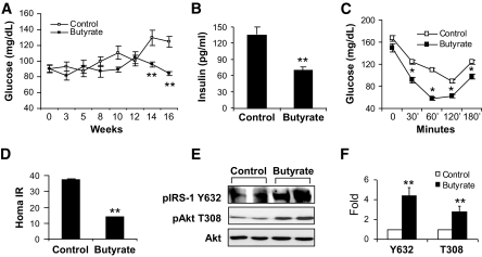 Butyrate-fed rodent study