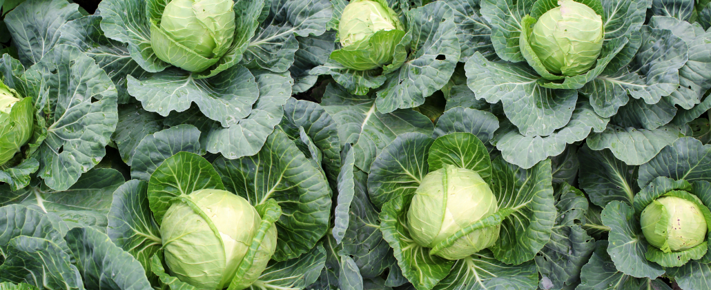 Antinutrients: Cabbage