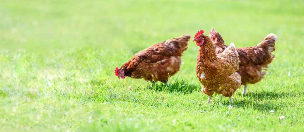 pasture raised hens