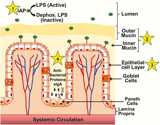 Systemic Circulation