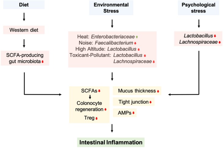 Intestinal Inflammation