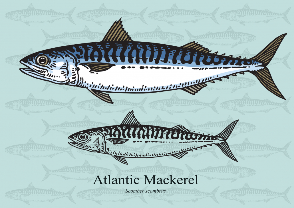Atlantic Mackerel keto fish