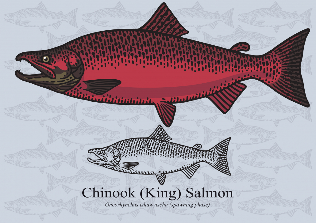 fatty keto fish king salmon