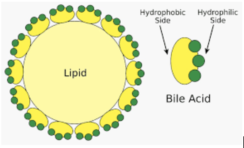 Diagram of lipid surrounded by bile acid