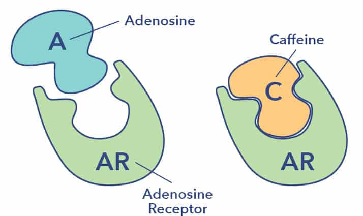 diagram of caffeine binding with adenosine receptor