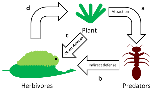 diagram of how a plant uses chemicals to signal helpful predators to eat harmful predators
