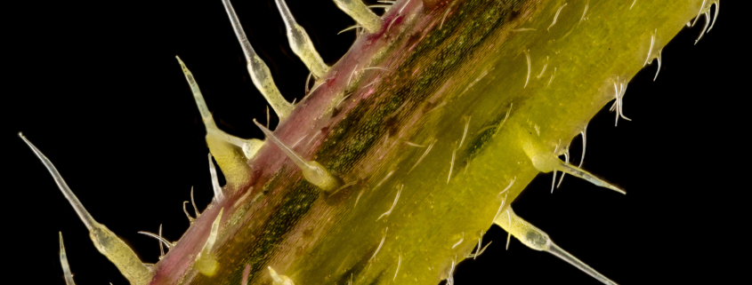 Stacked focus, extreme close up of of stinging nettle stem(Urtica dioica) showing the sting cells or trichome hairs. five times magnification