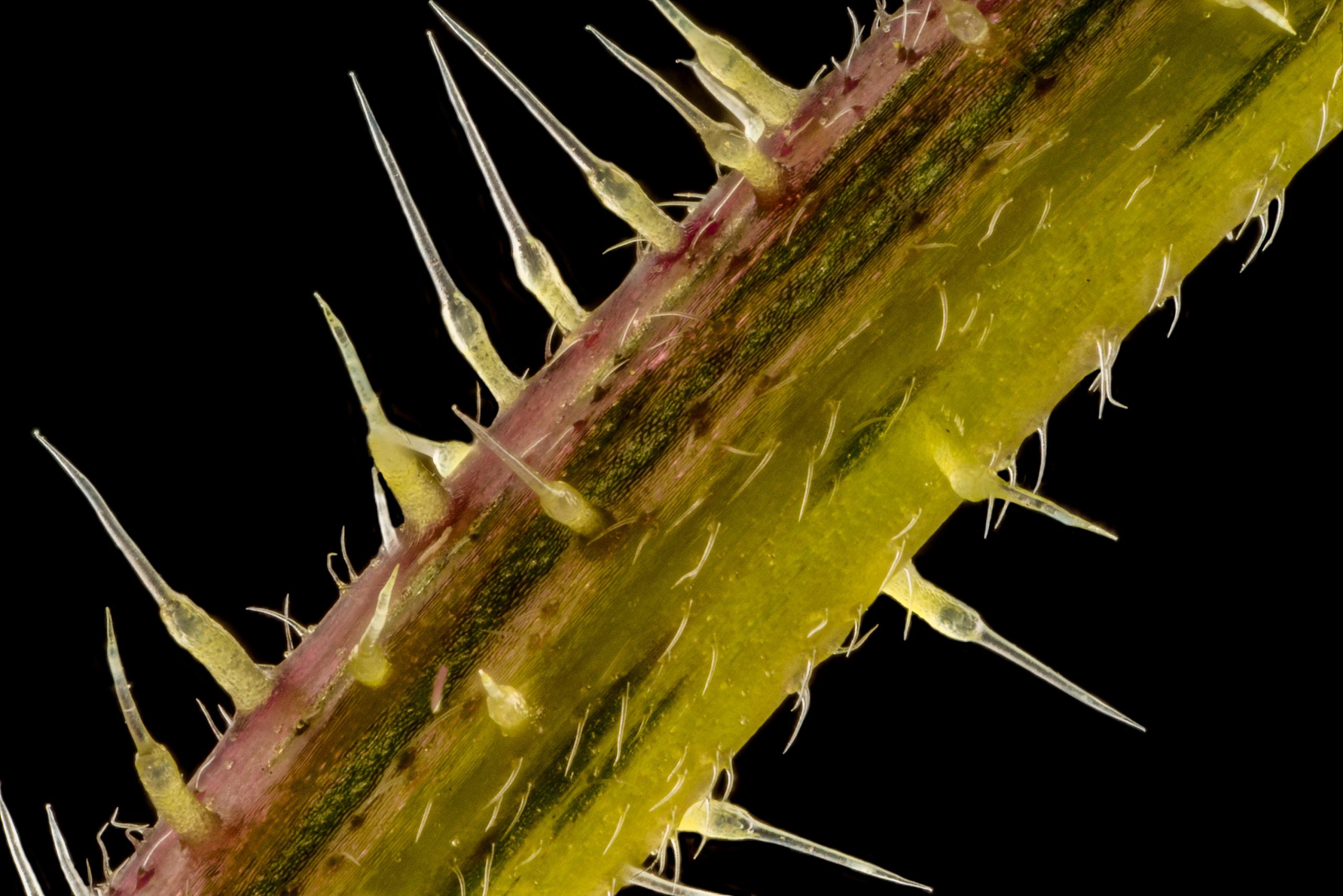 Vegetative Vengeance: 8 Ruthless Plant Defense Mechanisms - Dr. Robert Kiltz Vegetative Vengeance: 8 Ruthless Plant Defense Mechanisms - Dr. Robert Kiltz
