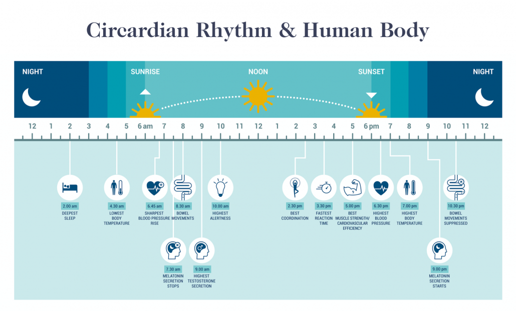 chart of human circadian rhythm physiology tips