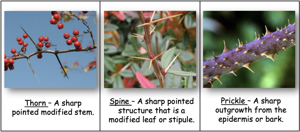 photographs of thorns prickles and spines on plants