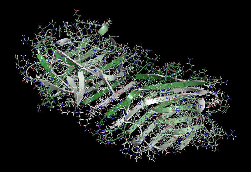 Pea lectin protein. Carbohydrate binding protein isolated from Pisum sativum. Cartoon & stick representation with backbone gradient coloring.