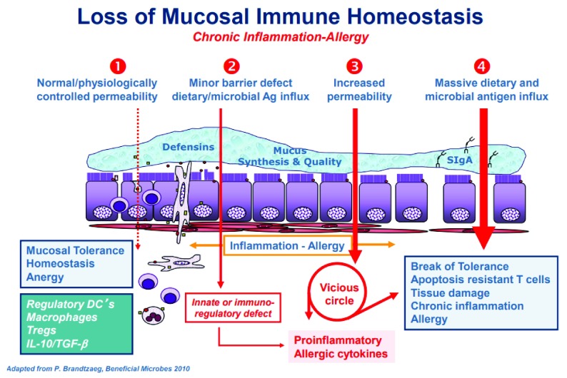 intestinal permeability diagram 