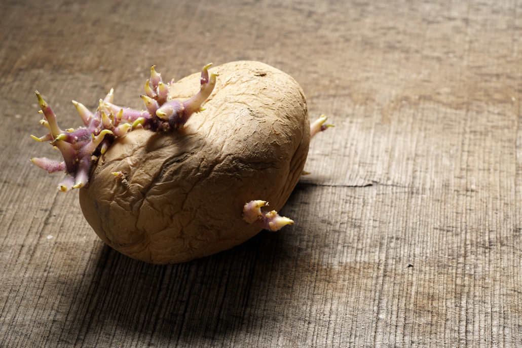 Organic seed potato with sprouts on wooden background.