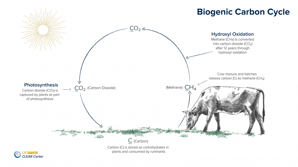 diagram of biogenic carbon cycle