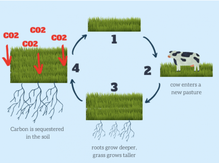 diagram of regenerative meat farming cycle 