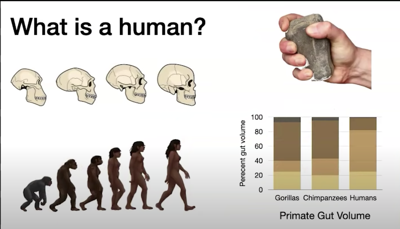 human evolution through carnivory