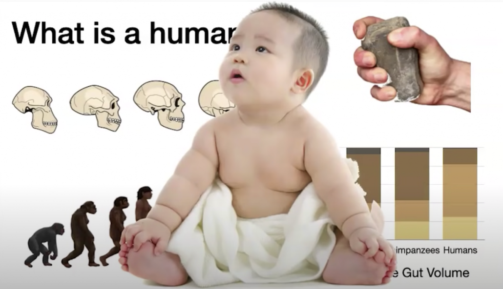 fat baby overlaid upon diagram showing increasing cranial capacity and stone tool use