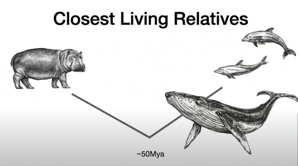 hippos diverging from whale and dolphins 50 million years ago