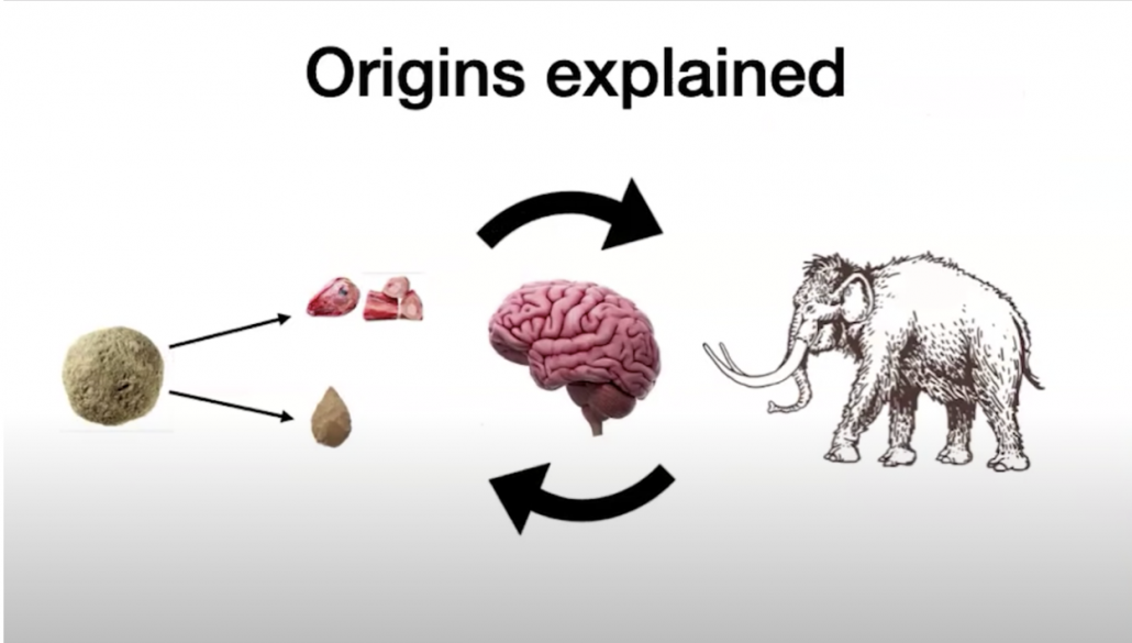 progression from percussive tools, bone meats, flint tools, and human brain development