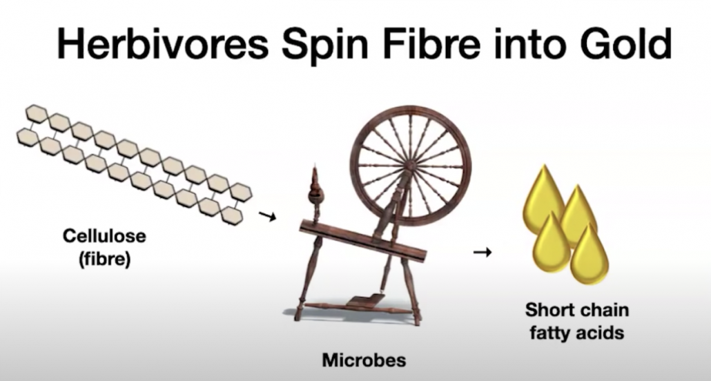diagram showing fiber spinning wheel and fatty acids