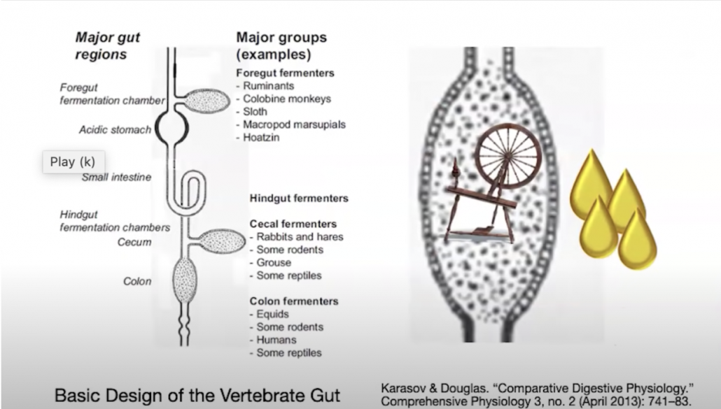 diagram of components of gut structure required for fermenting fiber into fatty acids