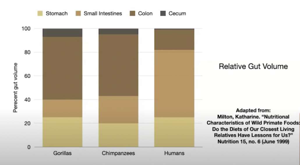 graphs comparing human digestive tract with primate ancestors