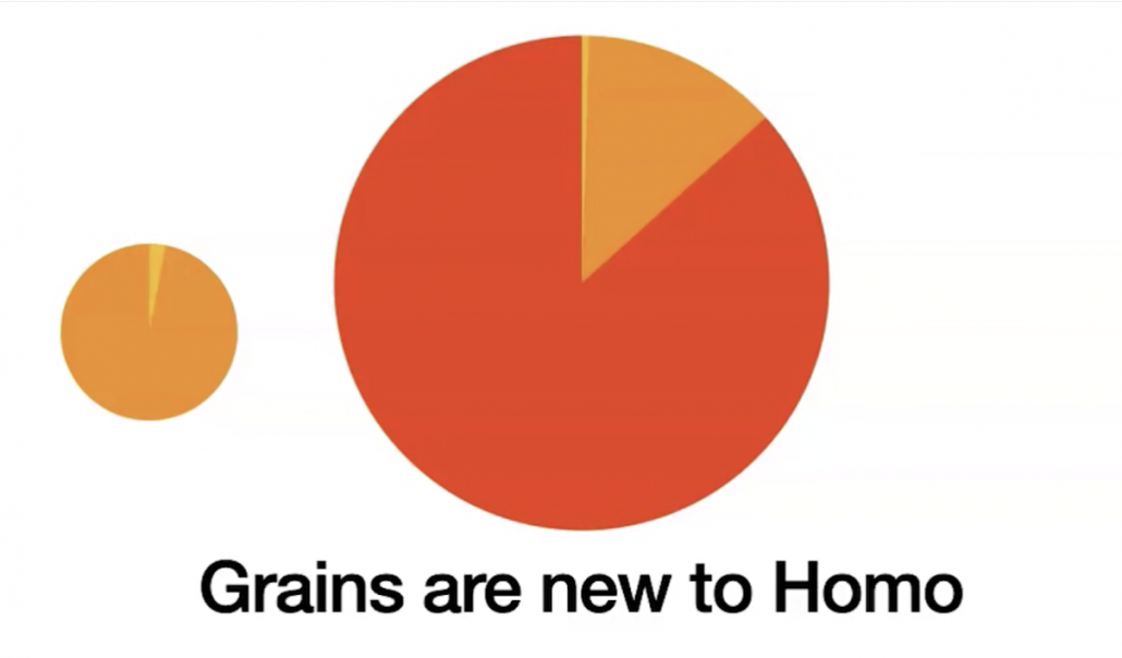 graph showing presence of grains in human dietary evolution