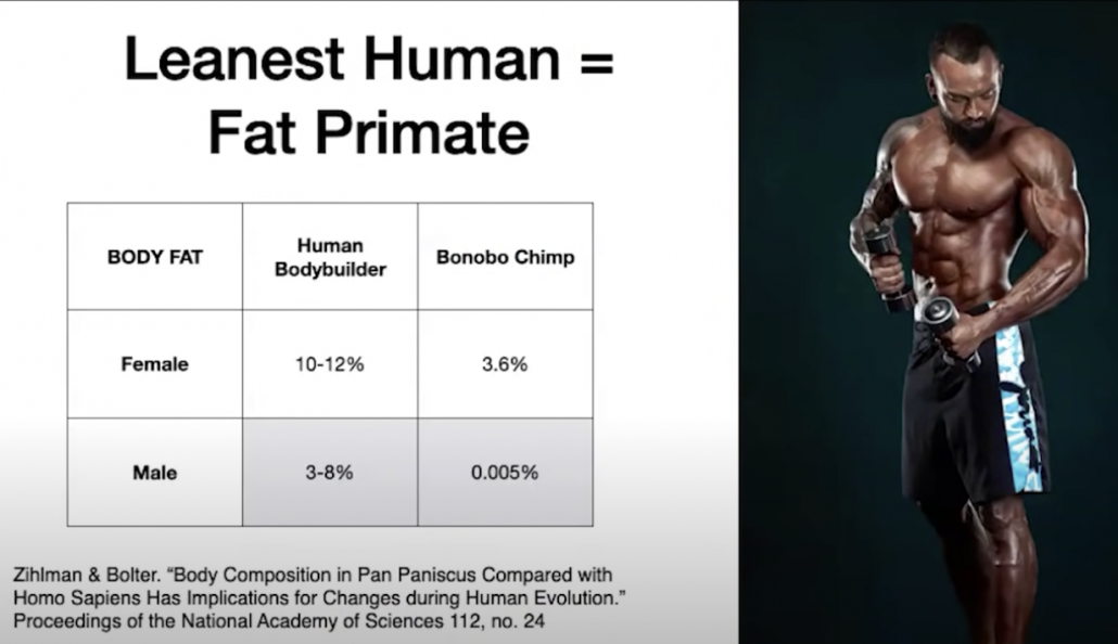image showing comparison in body fat between human body builders and bonobo chimps